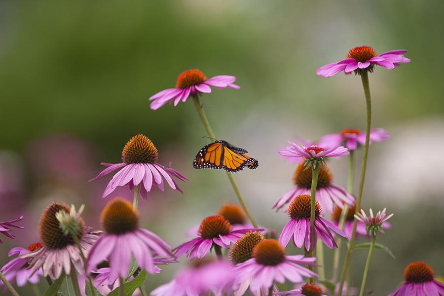 A monarch butterfly flies amongst pink coneflowers.